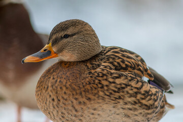 Close up winter portrait of a female mallard duck. Selective focus. Kadriorg park in Tallinn, Estonia. 