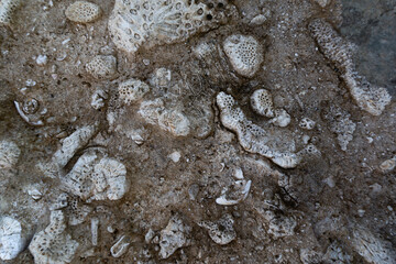 See shells fossils in a rock washed away by the ocean building a structure of a marine themed...