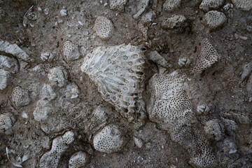 See shells fossils in a rock washed away by the ocean building a structure of a marine themed background © Ivelin