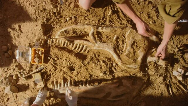 Top-Down View: Paleontologists Cleaning Tyrannosaurus Dinosaur Skeleton. Archeologists Discover Fossil Remains of New Predator Species. Archeological Excavation Digging Site. Zoom out Shot