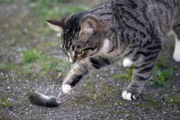 Gray striped young cat catches a mouse in the yard