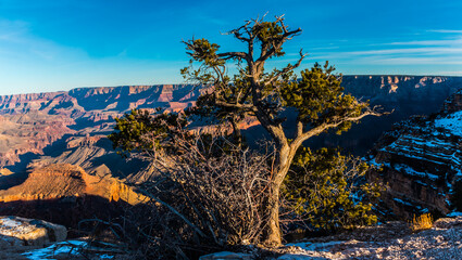 Pinyon Pine and Inner Canyon on Shoshone Point From  The South Rim, Grand Canyon National Park, Arizona, USA