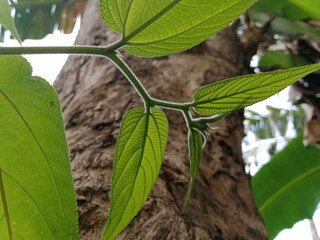 beans in the garden