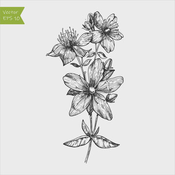 Tutsan plant background. Vector St. John's wort leaves and flowers illustration.