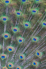 peacock feathers fine background