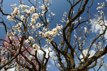 青空と紅梅を背景に白い梅の花と黒い枝が描く風景
