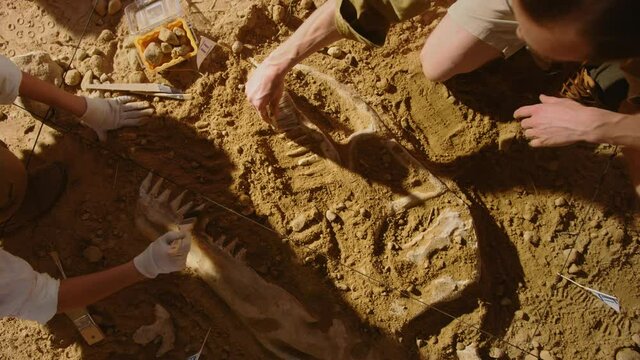 Top-Down View: Paleontologists Cleaning Tyrannosaurus Dinosaur Skeleton. Archeologists Discover Fossil Remains of New Predator Species. Archeological Excavation Digging Site. Zoom out Shot