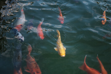 koi fish pond