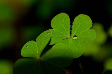 Clover. Trebol