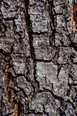 Tree wood texture