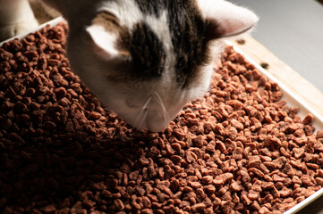 the cat eats natural dry balanced food in granules