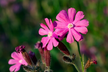 Fototapeta premium Flowers of a perennial plant Silene dioica known as Red campion or Red catchfly on a forest edge in the summer sunset, close-up