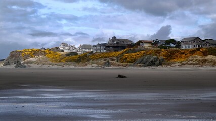 Coastal homes on cliff by sand beach in Oregon. Yellow spring flowers on cliff.  United Statos of America. 