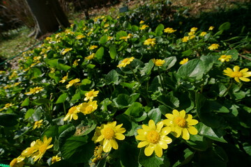 春のエンコウソウ（リュウキンカ）の黄色い花が咲く