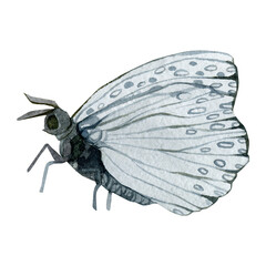 Fototapeta na wymiar Watercolor butterfly romantic illustration. Insect spring. Boho navy blue moth for greeting card, calendar, wedding card, bridal shower, baby shower, logo design.