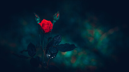 Isolated Red rose flower in the dark, dew on the flower petals and glowing hot red creates romantic mood.