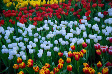 Colorful Tulip flower background in the garden