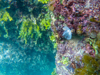 Fototapeta na wymiar Underwater landscape with coral wall and deep blue sea water. White worm ad plants on underwater stone.