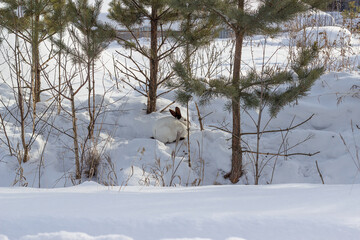 A white fluffy rabbit with dark ears sits on the snow in the winter forest. White hare in a snowy forest in Russia. © Svetlana