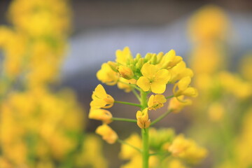 菜の花