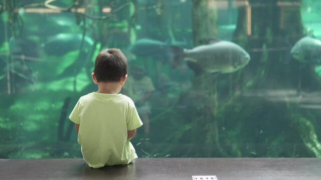 Kid from behind watching an aquarium at the natural history museum and waving goodbay to the fish. Cute relationship human and animals.