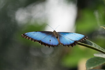 butterfly sitting on green branches in the greenhouse