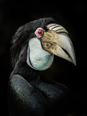 Hornbill © Louise