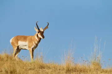 Poster Pronghorn Antelope buck in native prairie habitat - environmental portrait against a natural blue sky background © tomreichner