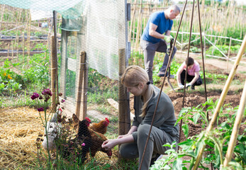 Focused woman feeding domestic chickens in small henhouse on family homestead © JackF