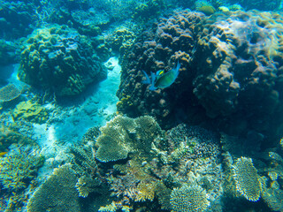 Naklejka na ściany i meble Yellow dascillus fish in coral reef underwater photo. Exotic fish in nature. Tropical seashore snorkeling or diving.