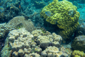 Longnose butterflyfish fish in coral reef underwater photo. Exotic fish in nature. Tropical seashore snorkeling diving