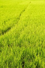 fresh green rice tree in country Thailand
