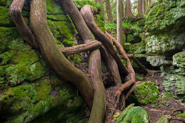621-48 Cedar Roots and Ancient Shoreline