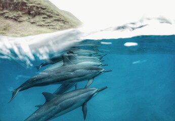 Swimming with Wild Spinner Dolphins in Hawaii 