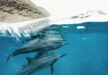 Schilderijen op glas Swimming with Wild Spinner Dolphins in Hawaii  © EMMEFFCEE 