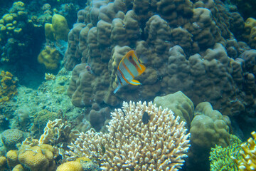 Naklejka na ściany i meble Copperband butterflyfish in coral reef underwater photo. Exotic fish in nature. Tropical seashore snorkeling or diving
