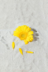 Fototapeta na wymiar Yellow daisy flower on gray sand. Sunny day shadow. Minimal spring concept.