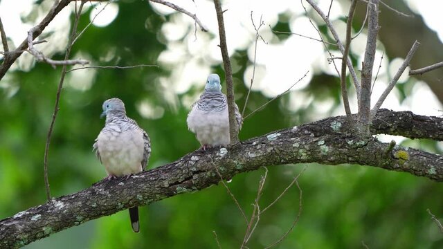Spotted Turtledoves Preening Themselves