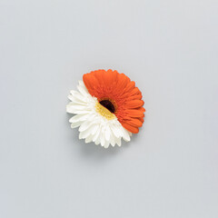 Creative composition made of 2 halves of a flower on a gray background. Minimal nature concept. Flat lay.