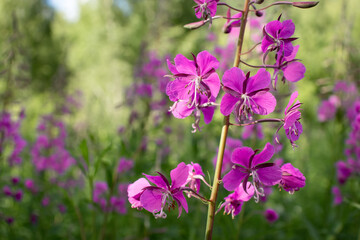 Blooming fireweed known as blooming sally in a summer meadow