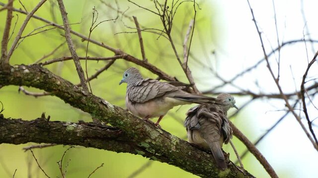 Spotted Turtledoves Preening Themselves