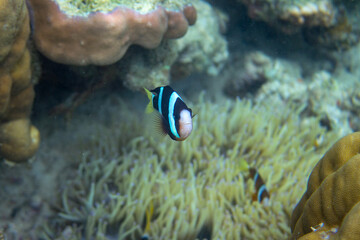 Clownfish in coral reef underwater photo. Exotic fish in nature. Tropical seashore snorkeling or...