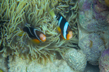 Naklejka na ściany i meble Yellow black clown fish in anemone underwater photo. Exotic fish in coral reef. Tropical seashore snorkeling or diving