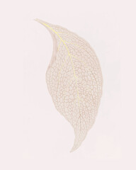 Adelaster Albivenis, engraved leaf vintage illustration vector, remix from original artwork of Benjamin Fawectt