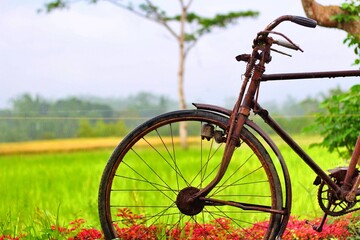 Obraz premium bicycle in the park