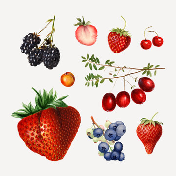 Hand Drawn Natural Fresh Mixed Berries Set Vector