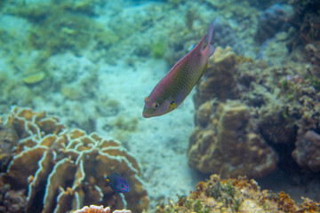 Naklejka na ściany i meble Wrasse fish in coral reef underwater photo. Exotic fish in nature. Tropical seashore snorkeling or diving