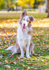 Adult Border collie dog holds autumn leaves in it mouth