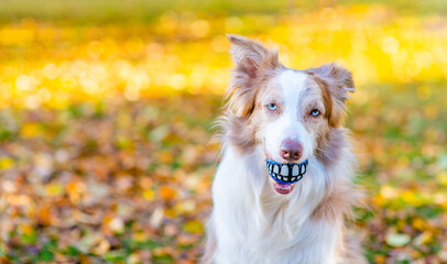 Funny Border collie holds funny ball with teeth in it mouth at autumn park. Empty space for text