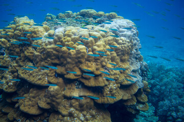 Blue fish school in coral reef underwater photo. Exotic fish in nature. Tropical seashore snorkeling or diving